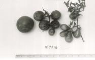 Click for 1 image(s) for this accession. FRUIT